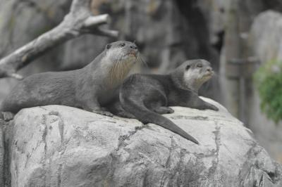 Otter